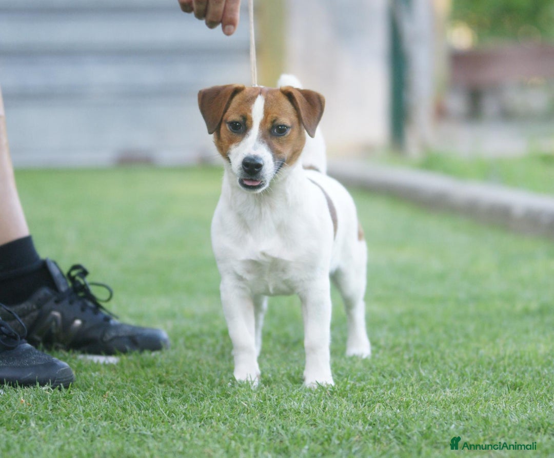 Immagine della galleria {{count}}