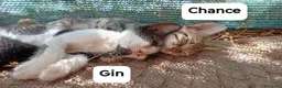 Meticcio gatti in regalo: Gattini di 2 mesi a Città metropolitana di Milano - Annuncio 3