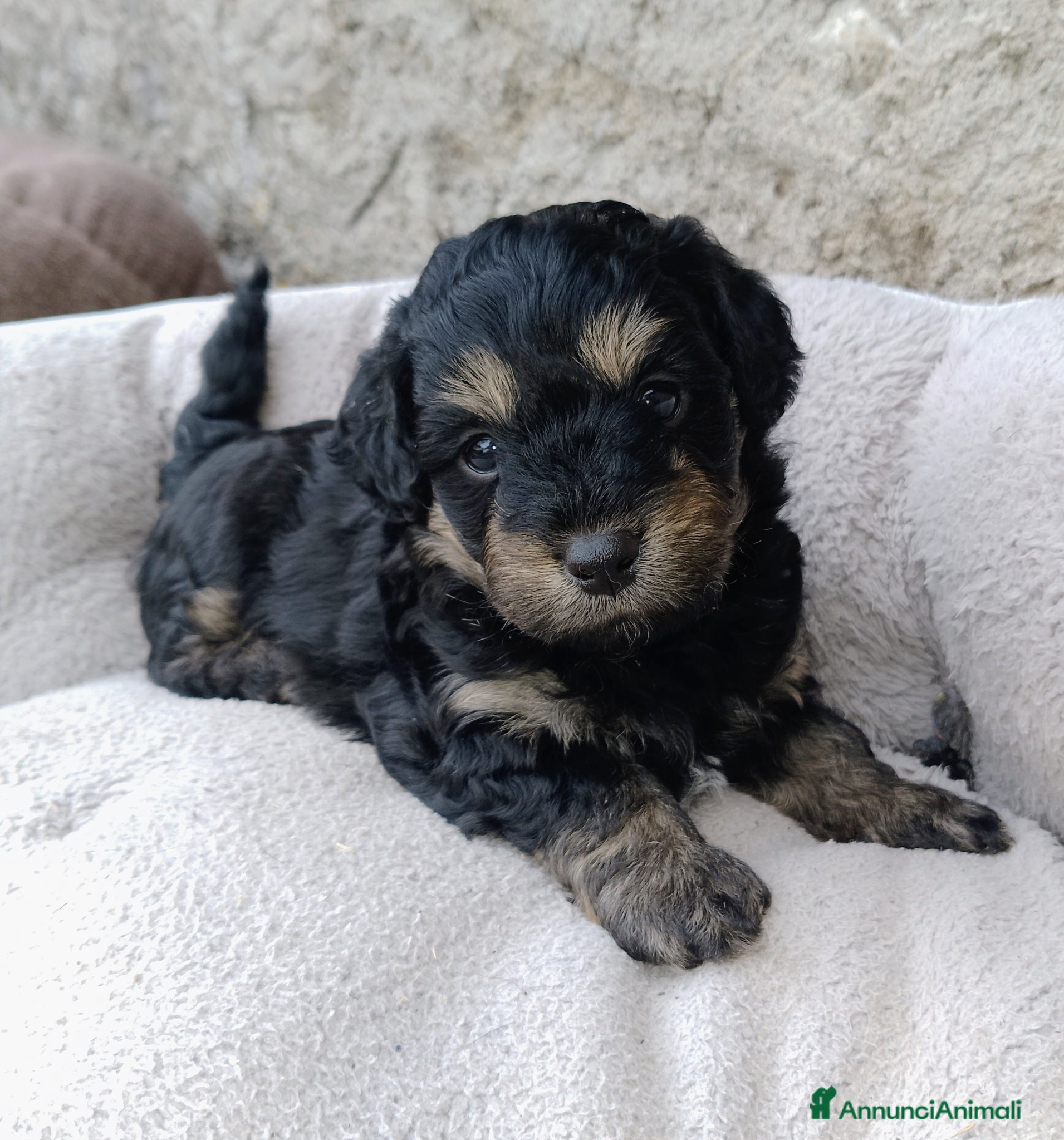 Maltipoo cani Cuccioli di Maltipoo  - Annuncio 2