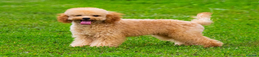 Barboncino Cucciolo 3