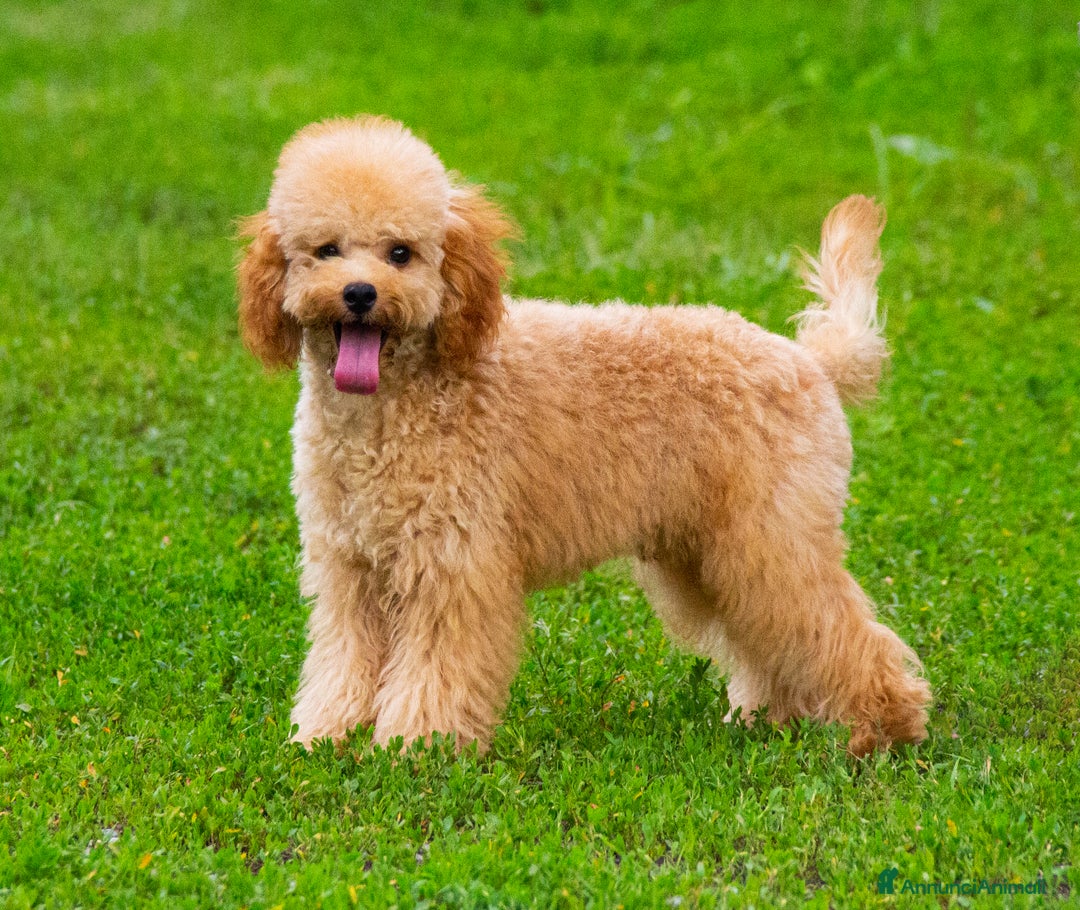 Barboncino cani in vendita: Cuccioli Barbone Nano nati il 23/01/2025 a Provincia di Sondrio - Immagine 3