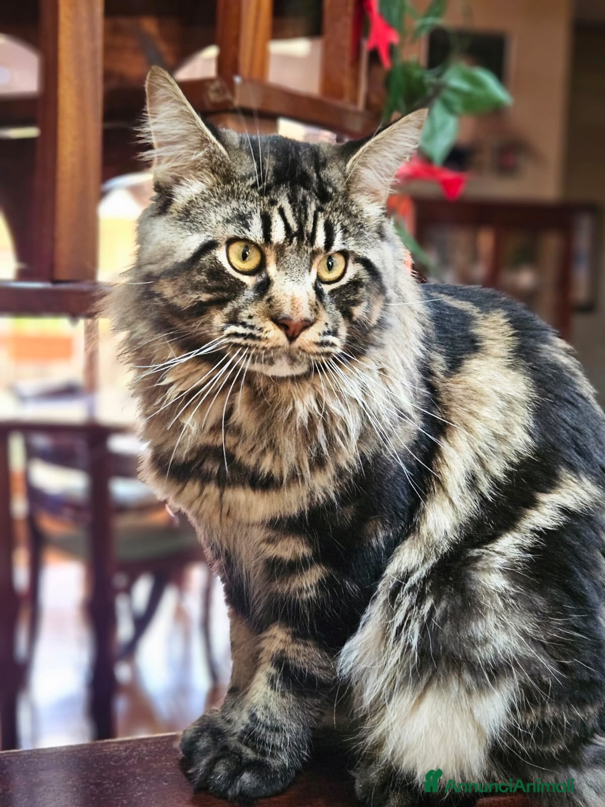 Maine Coon gatti Splendido maine coon maschio disponibile per monta - Annuncio 1