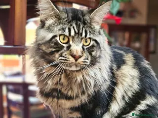 Maine Coon gatti Splendido maine coon maschio disponibile per monta - Annuncio 4