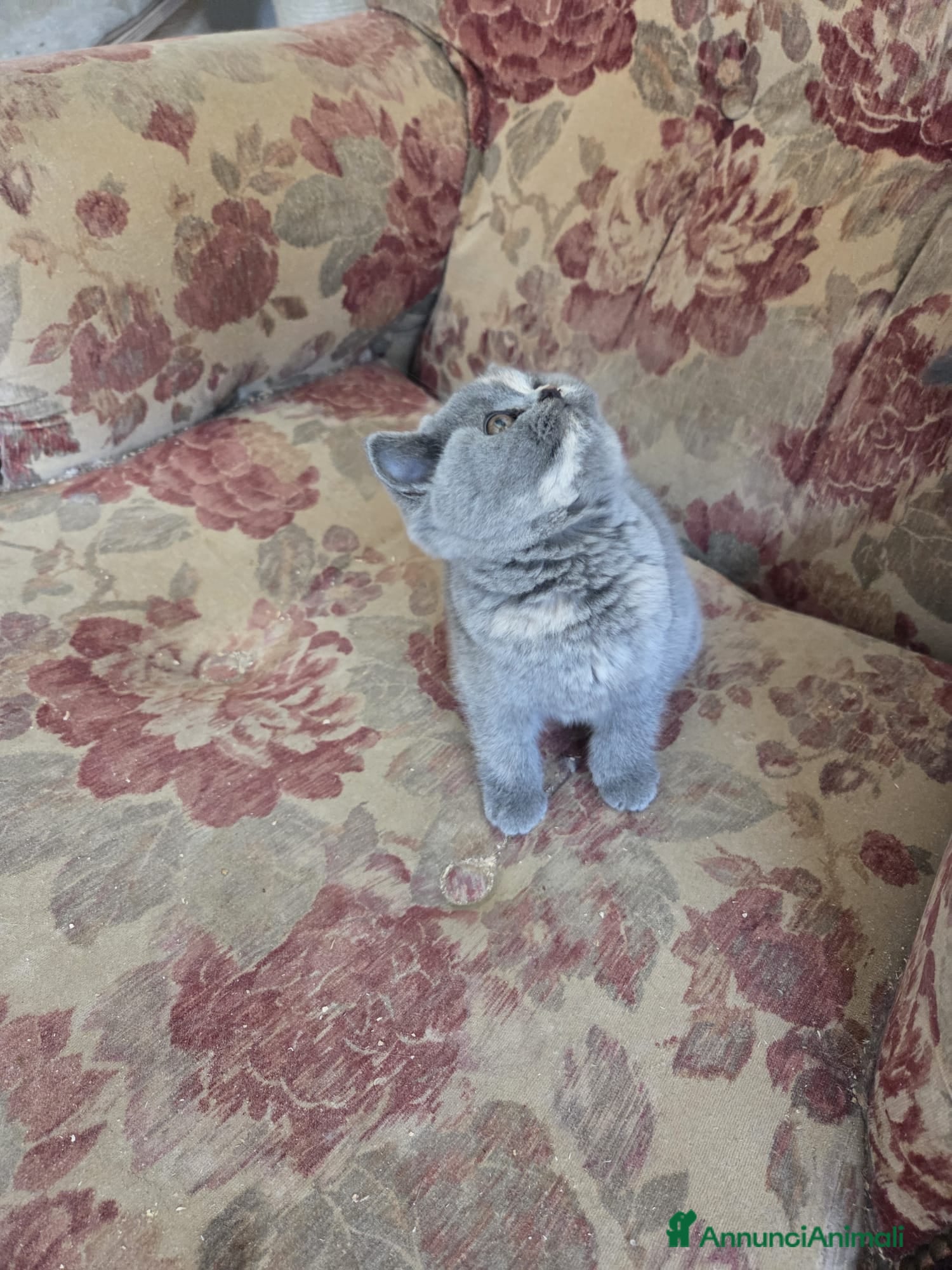 British gatti british blu crema - Annuncio 33