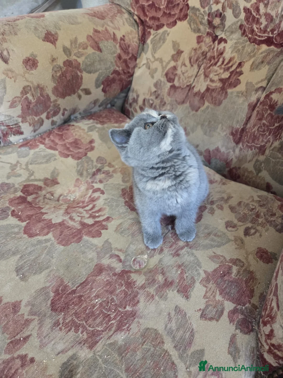 British gatti in vendita: british blu crema - Annuncio 1