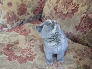 British gatti british blu crema - Annuncio 31