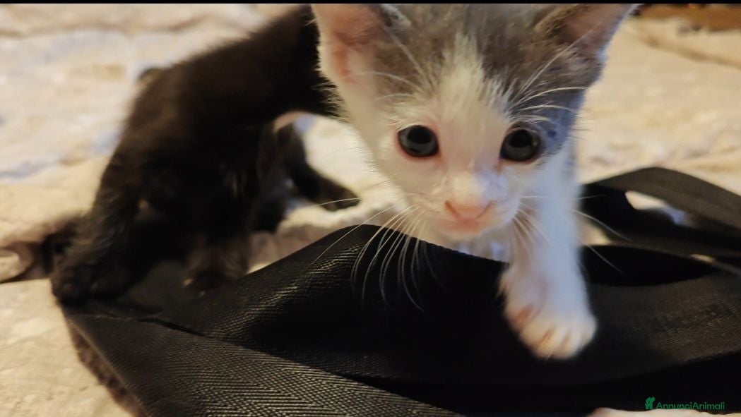 Altre razze gatti Adorabili gattini cercano casa  - Annuncio 1