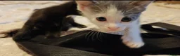 Altre razze gatti in regalo: Adorabili gattini cercano casa  a Libero consorzio comunale di Caltanissetta - Annuncio 1