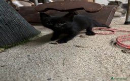 Altre razze gatti in vendita: 7 allegri batuffoli in cerca di casa a Province of Brescia - Immagine 23