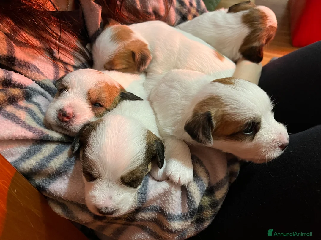 Jack Russell cani in vendita: Cucciolo jack Russell terrier maschio  - Annuncio 2