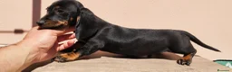 Bassotto cani in vendita: Bassotto  - Annuncio 1