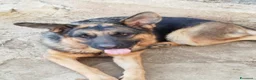 Meticcio cani in regalo: 3mix pastorini 3mesi salvati.SOS CASA SUD  - Annuncio 2