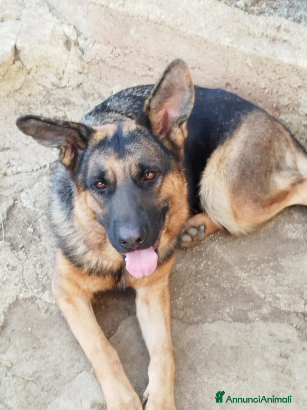 Meticcio cani in regalo: 3mix pastorini 3mesi salvati.SOS CASA SUD  - Annuncio 2