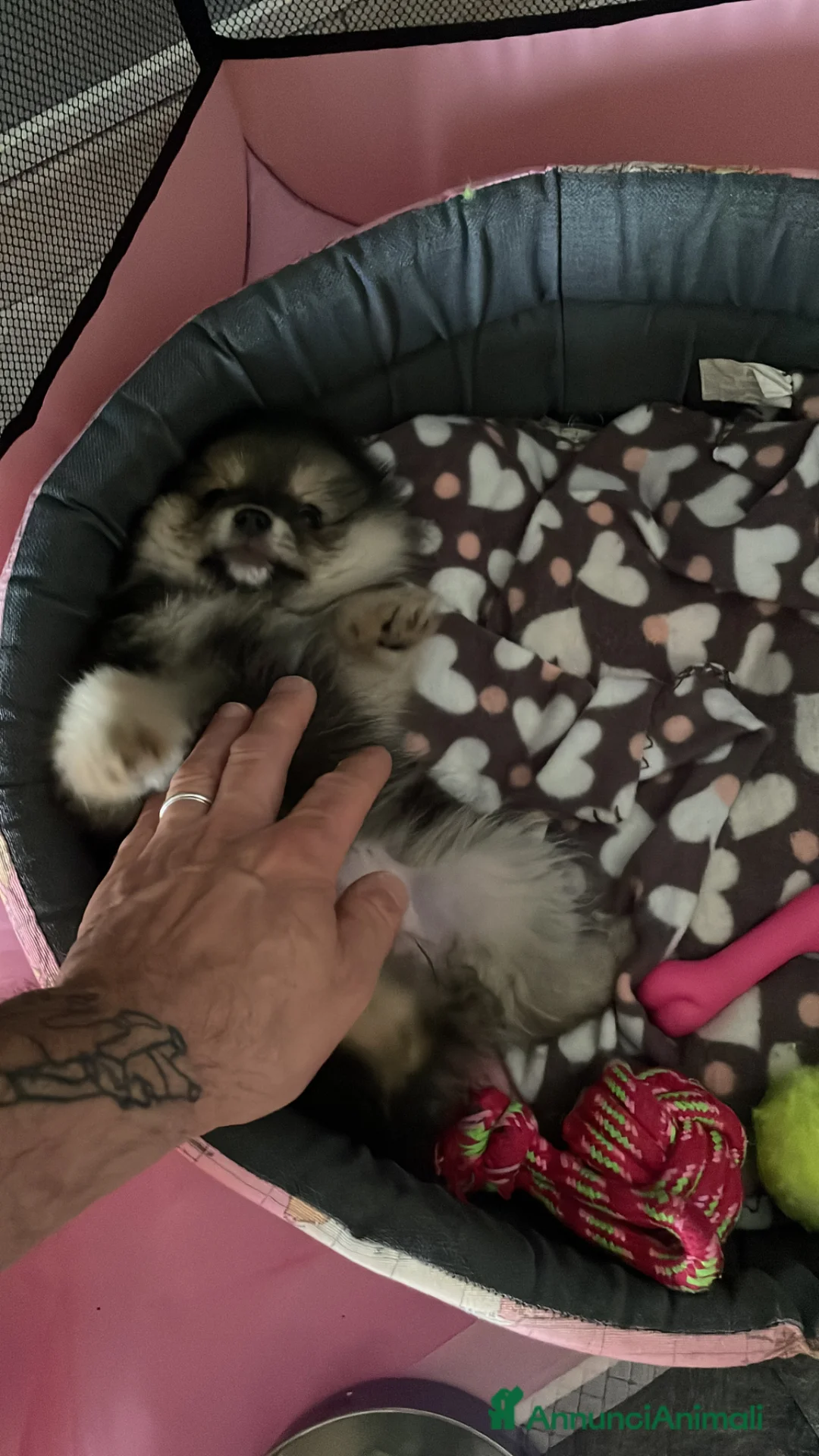 Spitz cani in vendita: Spitz Pomerania  - Annuncio 2