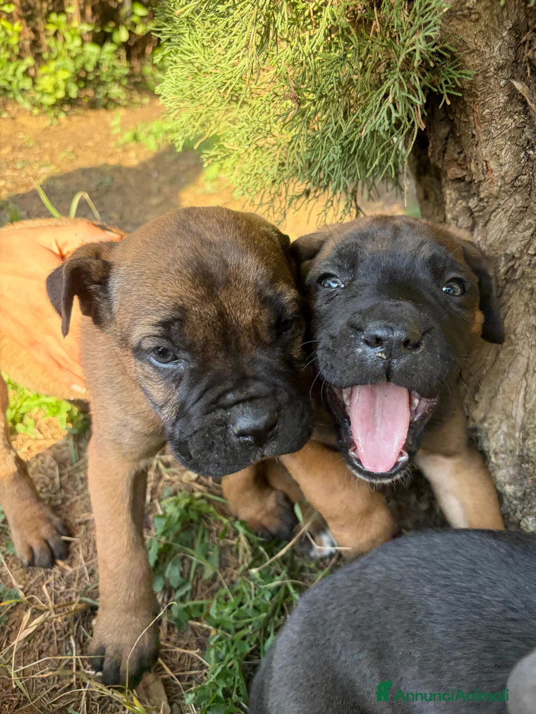 Cane Corso cani in vendita: Cuccioli di Cane Corso - Annuncio 8