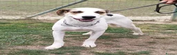 Meticcio cani in regalo: Ciccio cerca casa 🏡  - Annuncio 5