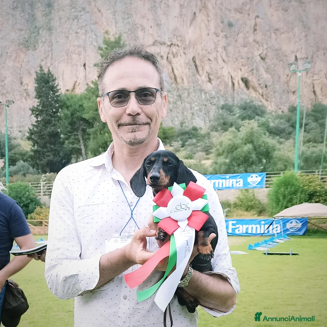 Bassotto cani in vendita: Cucciolo di bassotto Arlecchino Silver  - Annuncio 1