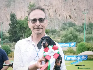 Bassotto cani Cucciolo di bassotto Arlecchino Silver - Annuncio 13