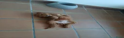 Barboncino cani in vendita: Barboncina femmina - Annuncio 3