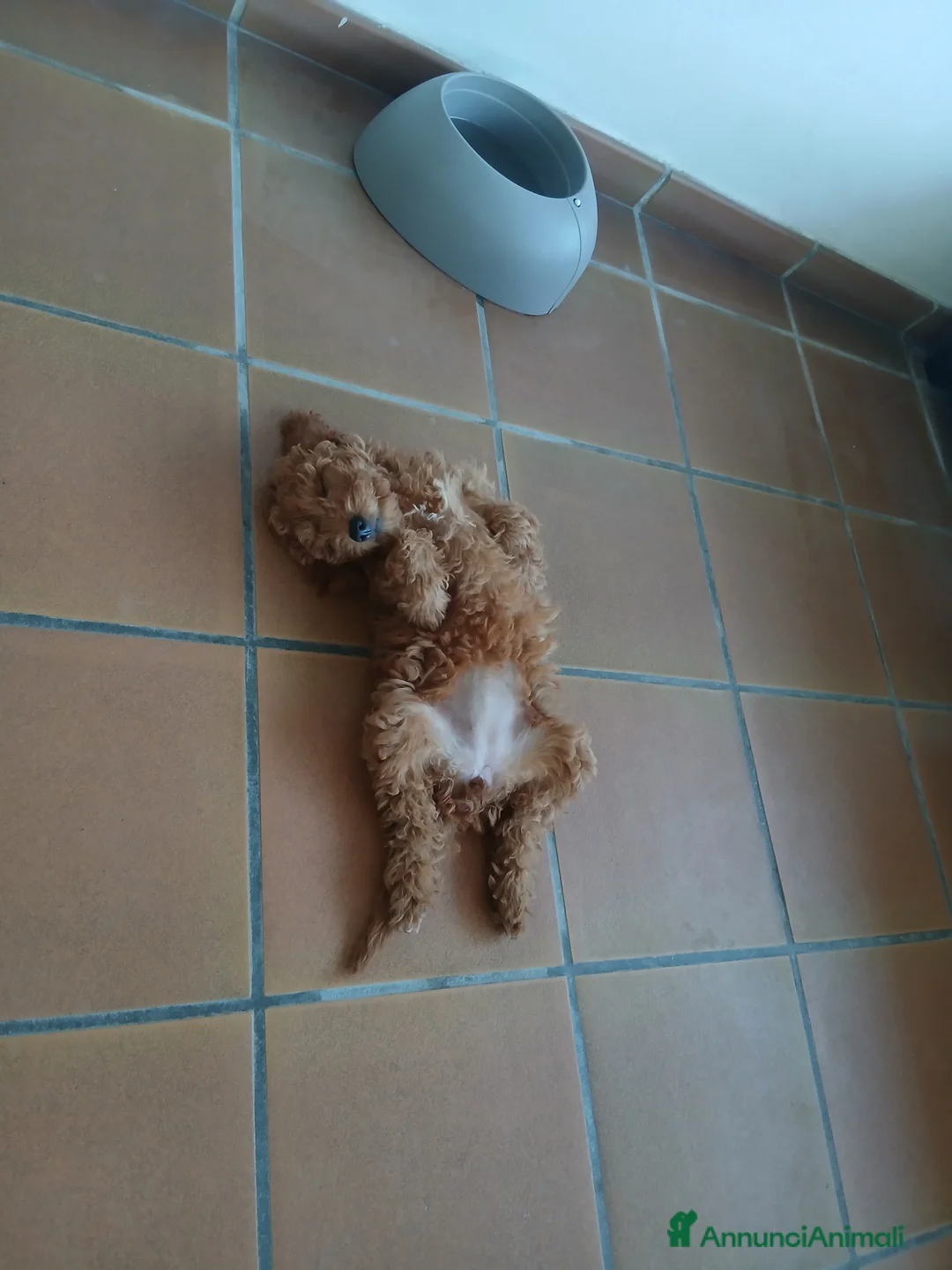 Barboncino cani in vendita: Barboncina femmina - Annuncio 3
