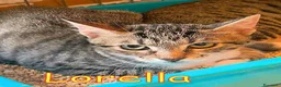 Europeo gatti in regalo: SANDRINO E LORELLA DOLCISSIMI E AFFETTUOSI - Annuncio 2