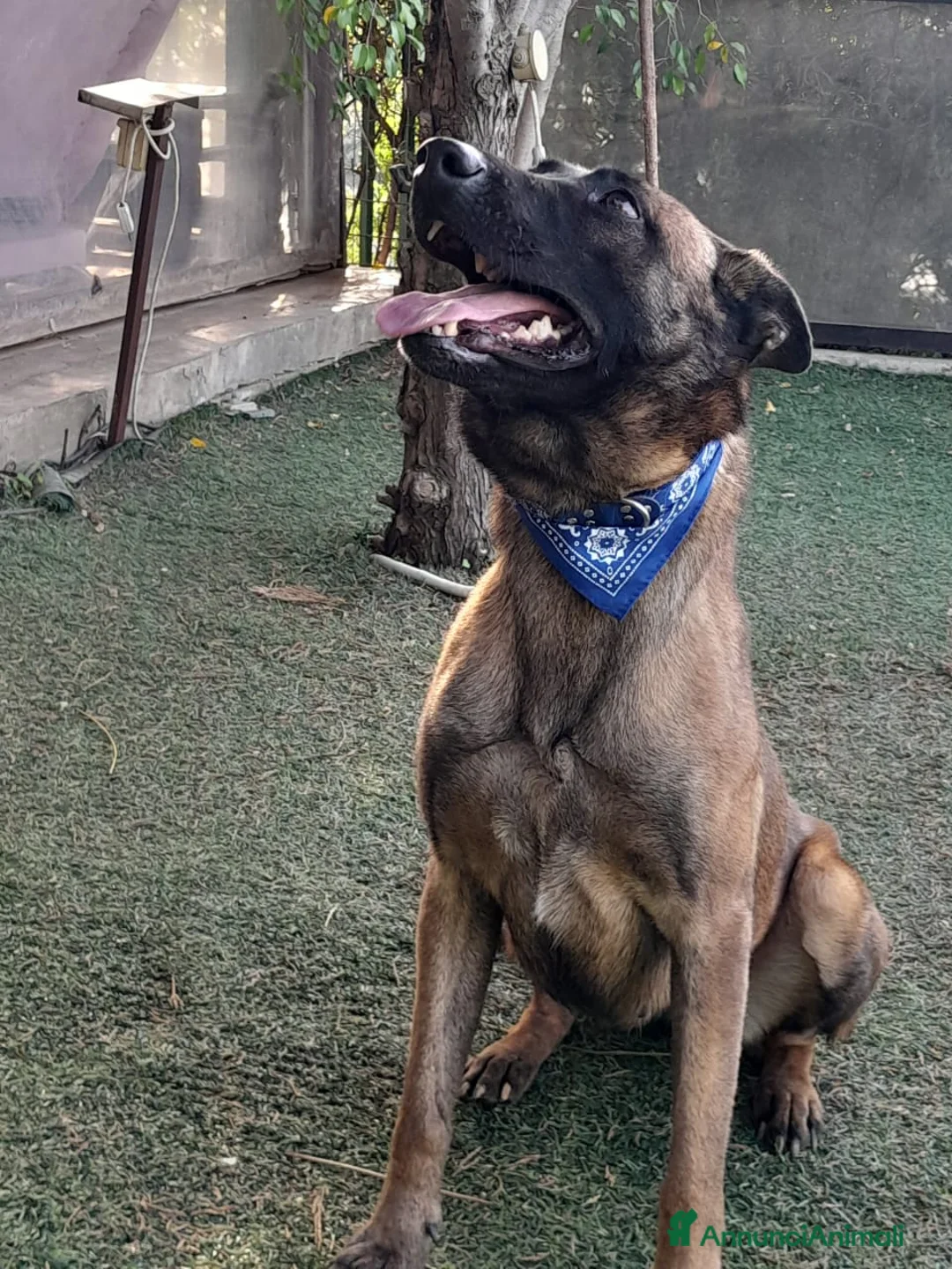 Meticcio cani in regalo: Akila, Malinois dolce e giocherellona - Annuncio 5