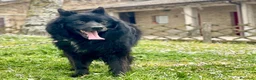 Meticcio cani in regalo: NOE' FINO AL TUO ULTIMO RESPIRO NON CI ARRENDIAMO - Annuncio 1