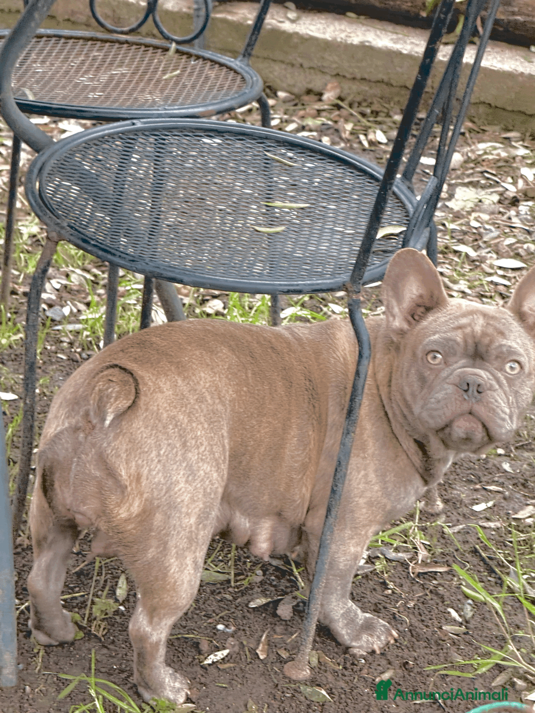 Bulldog Francese cani in vendita: EXOTIC BULLDOG FRANCESE a Provincia di Modena - Annuncio 2