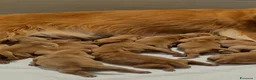 Golden Retriever cani in vendita: Golden retriever americani 100% - Annuncio 3