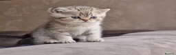 British gatti in vendita: British shorthair e longhair  - Annuncio 11