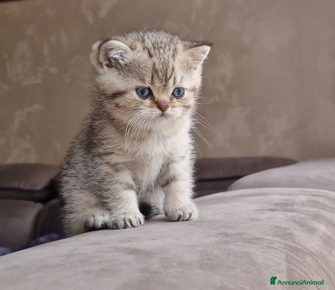 British gatti in vendita: British shorthair e longhair  - Annuncio 11
