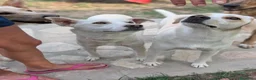 Meticcio cani in regalo: Lulù e Luna cucciole in cerca di adozione a Parma - Annuncio 10