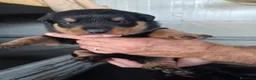 Rottweiler cani in vendita: cuccioli rottweiler  - Annuncio 4