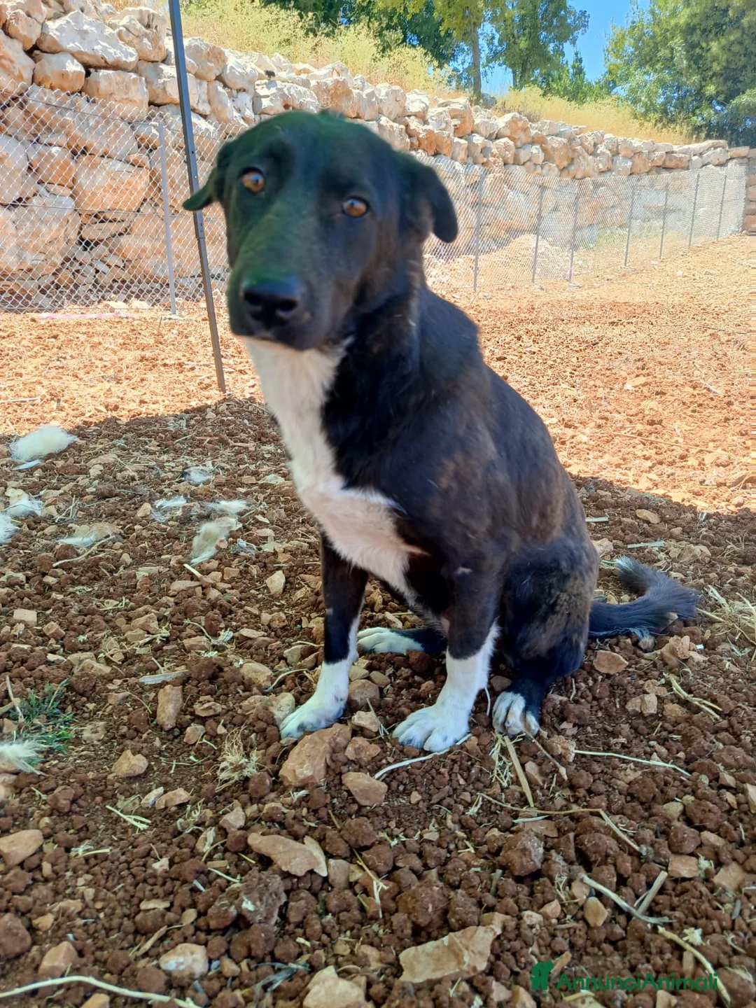 Labrador cani in regalo: Windy, splendida  - Annuncio 3
