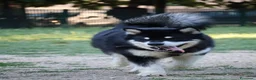 Alaskan Malamute cani per accoppiamento: Alaskan malamute a Provincia di Livorno - Annuncio 2