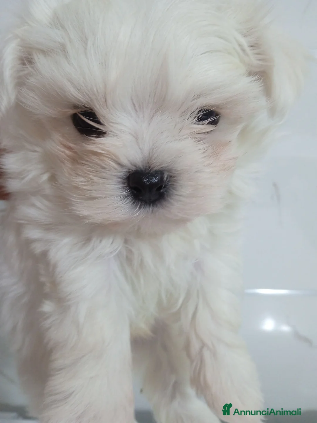 Maltese cani in vendita: Cuccioli maschietti Maltese Mini - Annuncio 1