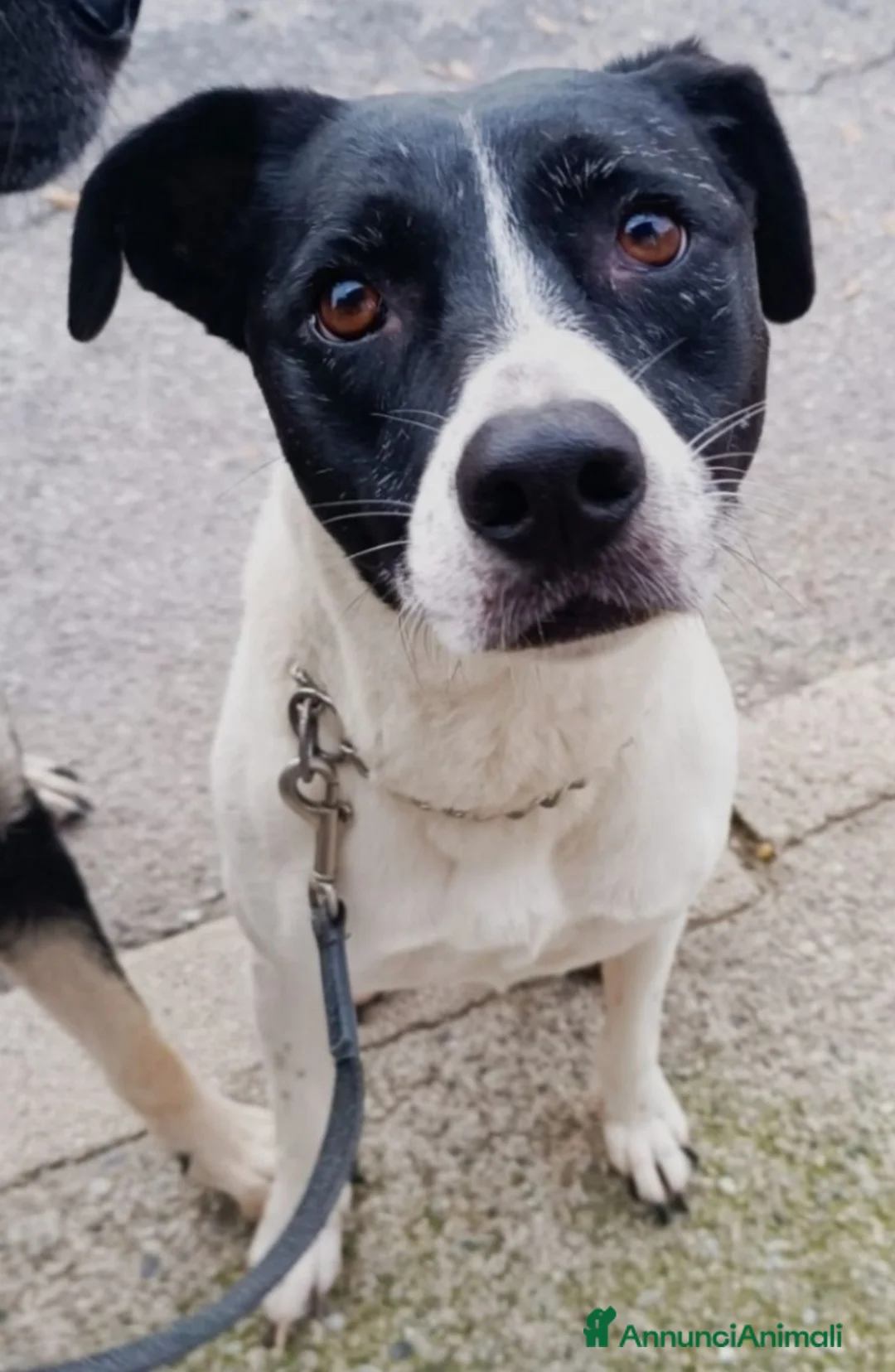 Meticcio cani in regalo: Polka molossina adulta aspetta da tanto.MILANO  a Città metropolitana di Milano - Annuncio 3