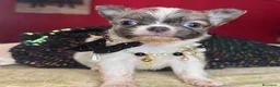 Chihuahua cani in vendita: cucciola chihuahua pelo lungo pedigree enci  - Annuncio 2
