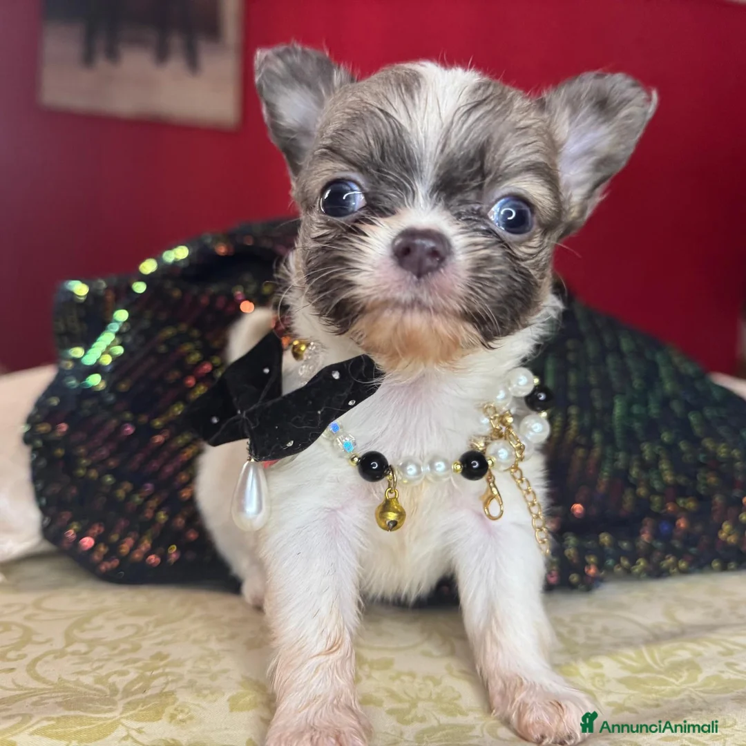Chihuahua cani in vendita: cucciola chihuahua pelo lungo pedigree enci  - Annuncio 2
