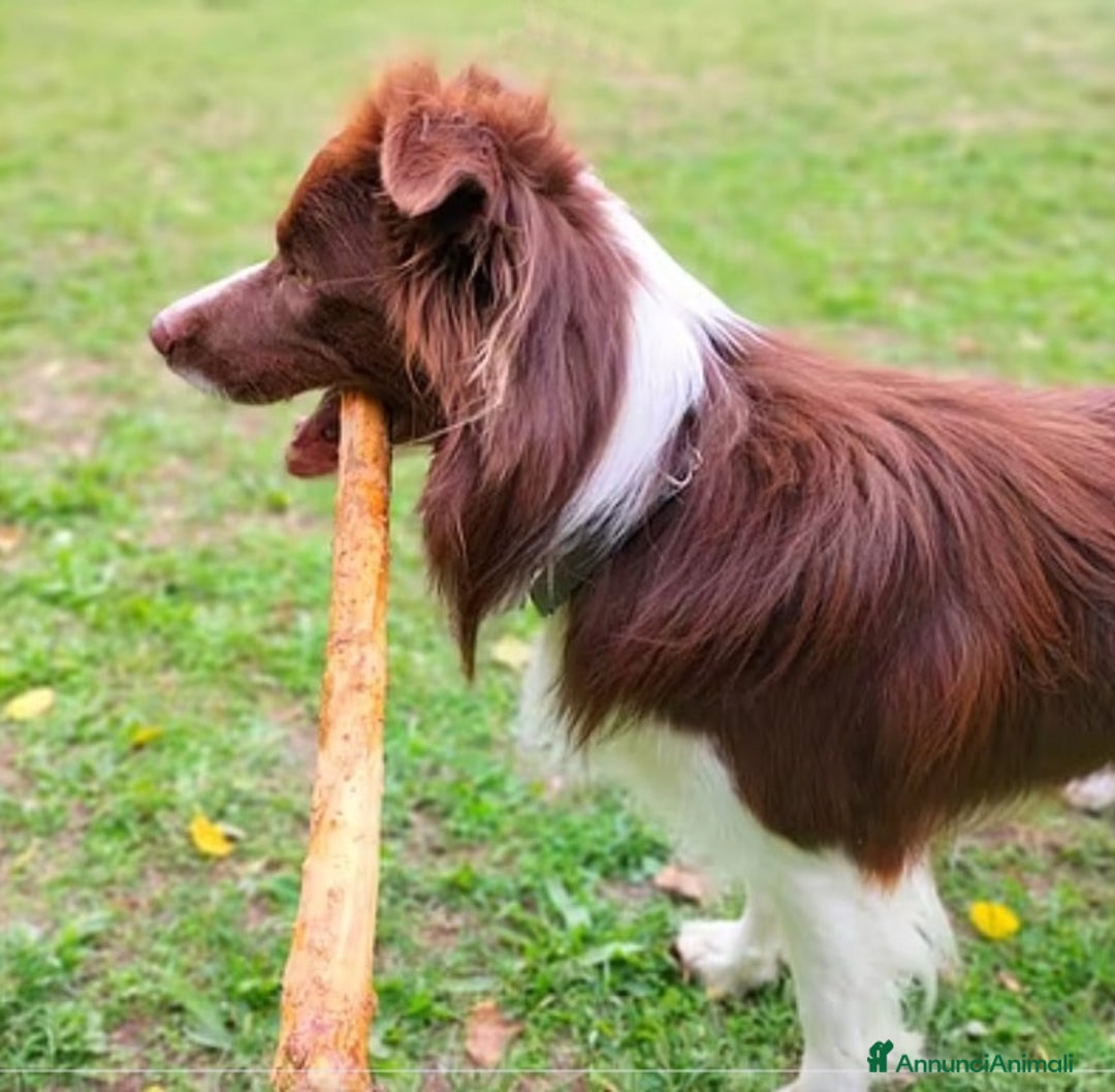 Border Collie cani per accoppiamento: Border collie per monta a Provincia di Ravenna - Immagine 1