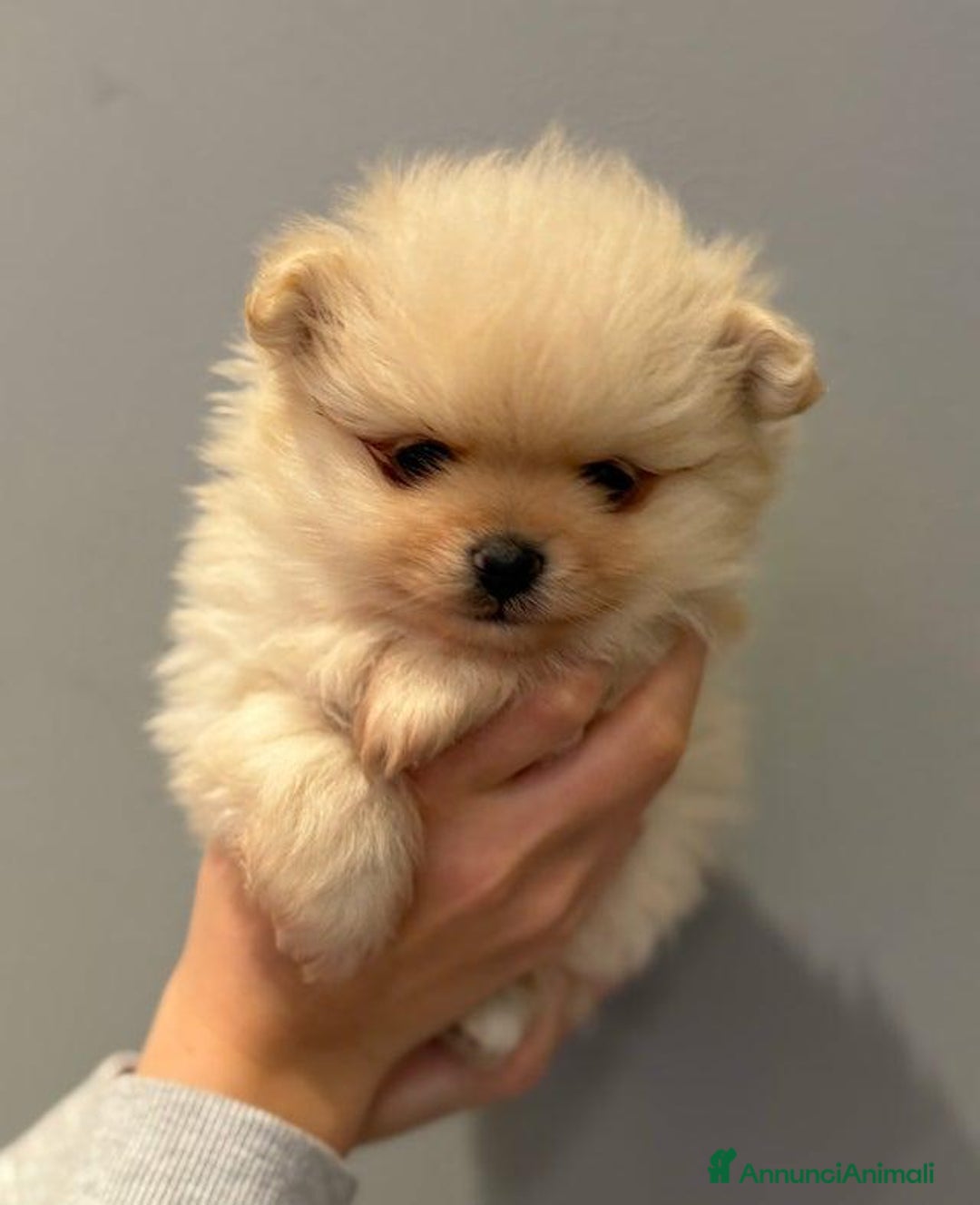 Volpino Pomerania cani in vendita: Bellissimi cuccioli di Pomerania di razza pura  - Annuncio 15