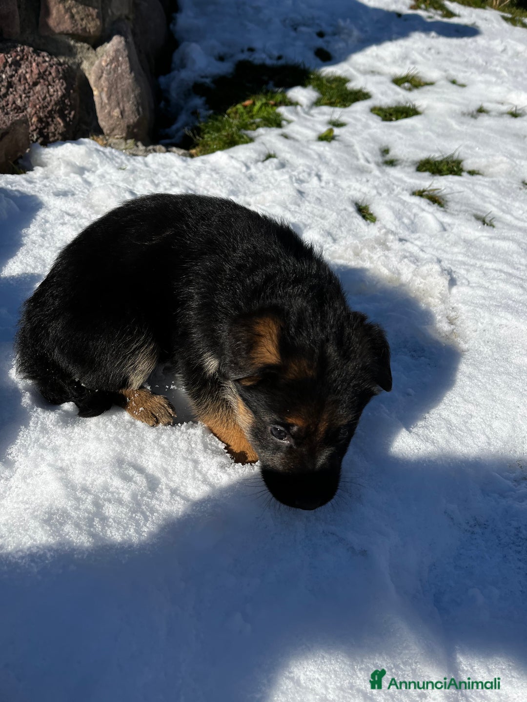 Pastore Tedesco cani in vendita: Cuccioli di pastore tedesco con pedigree - Annuncio 5