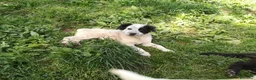 Meticcio cani in regalo: ZARA MIX SETTER/BORDER COLLIE  a Provincia di Varese - Annuncio 7