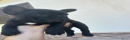 Bulldog Francese cani in vendita: bulldog francese nero tigrato  - Annuncio 4