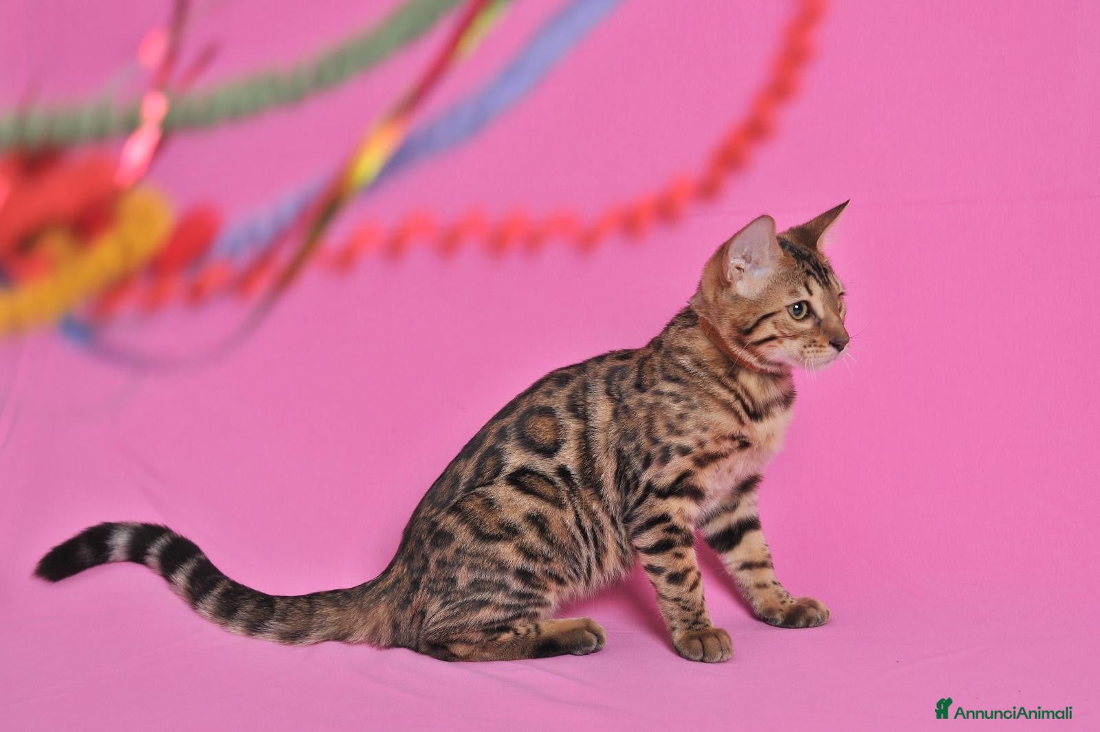 Bengala gatti Cuccioli Bengala Jangaleecats - Annuncio 1