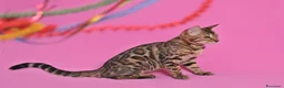 Bengala gatti in vendita: Cuccioli Bengala Jangaleecats - Annuncio 1