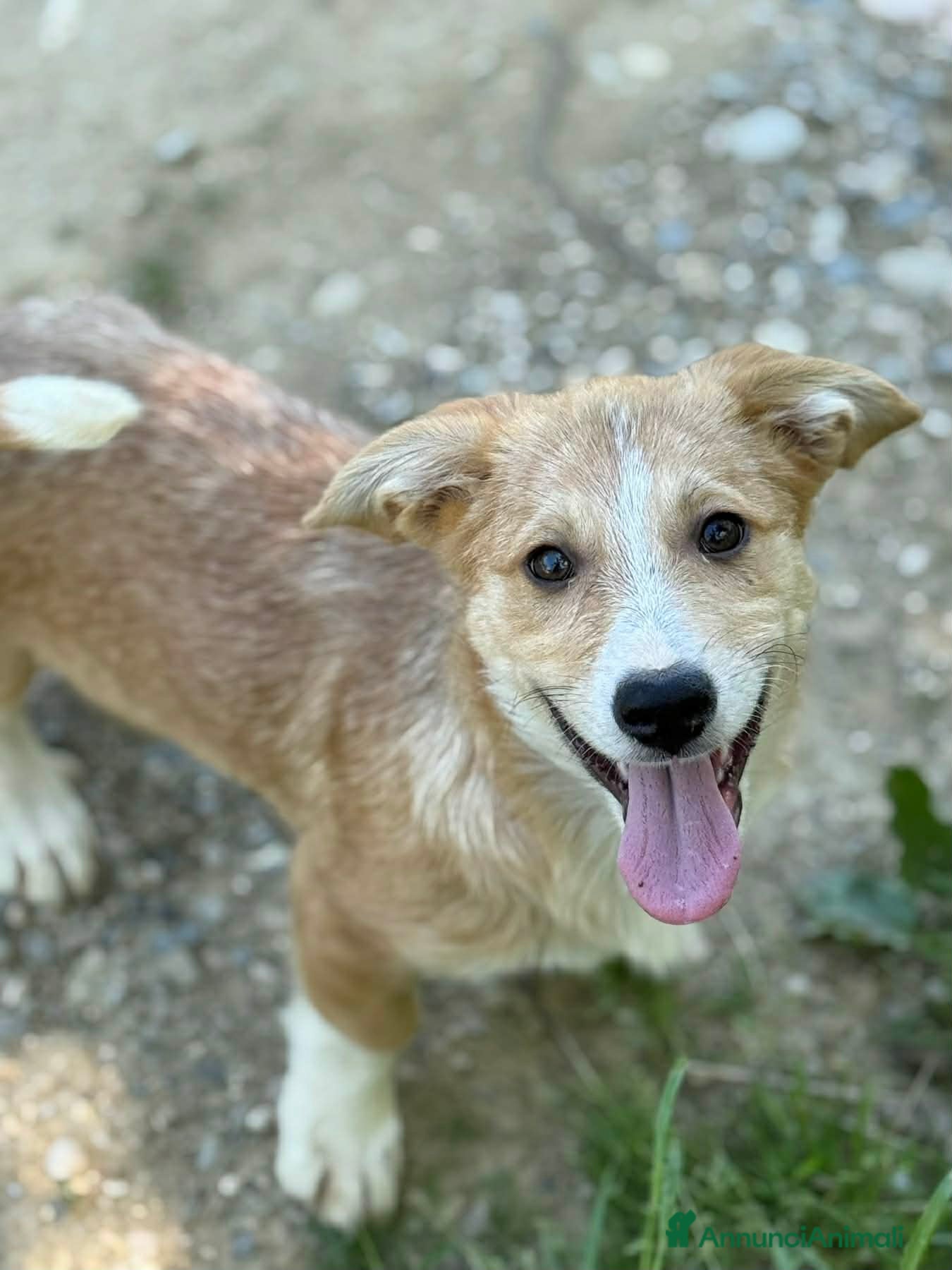 Meticcio cani in regalo: VITO, tenerissimo cucciolo TG MEDIO PICCOLA! - Annuncio 2