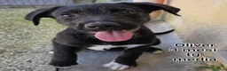 Meticcio cani in regalo: CUCCIOLI ABBANDONATI: EMERGENZA  a Città metropolitana di Milano - Annuncio 11
