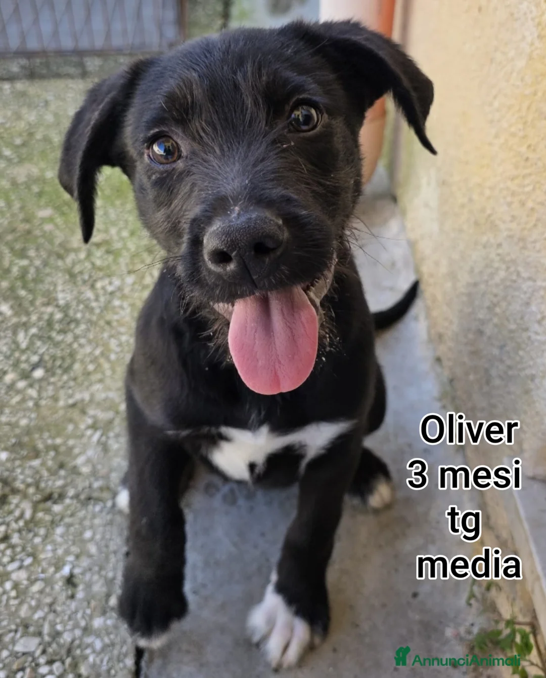 Meticcio cani in regalo: CUCCIOLI ABBANDONATI: EMERGENZA  a Città metropolitana di Milano - Annuncio 11
