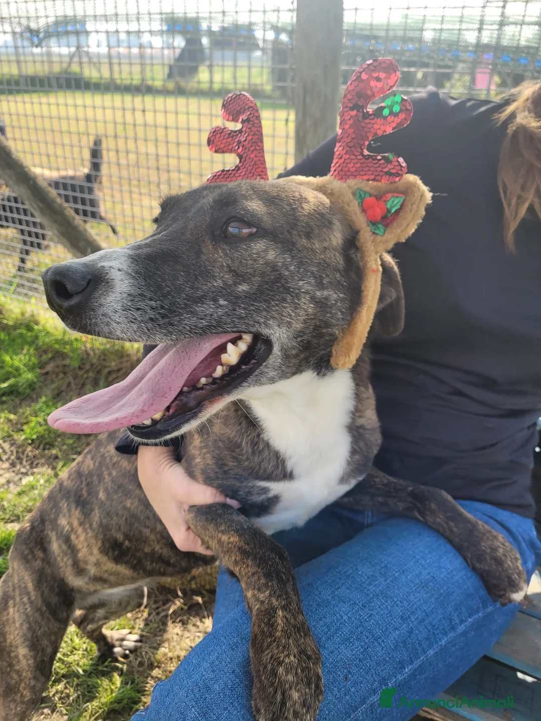 Meticcio cani in regalo: Zoom, la cagnolina più simpatica del canile  - Annuncio 2